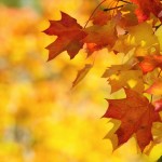 Colorful autumn maple leaves on a tree branch. Yellow autumn leaves background with copy space.