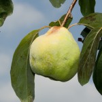 checking quince fruit on tree, Cydonia oblonga
