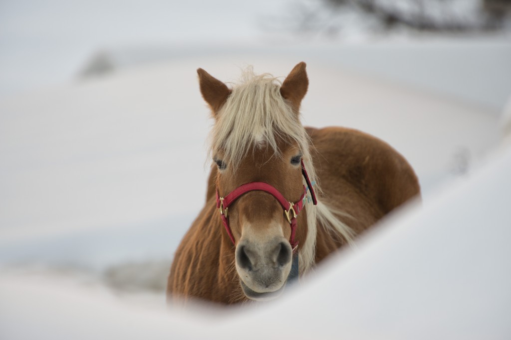 Horse portrait on the white snow background