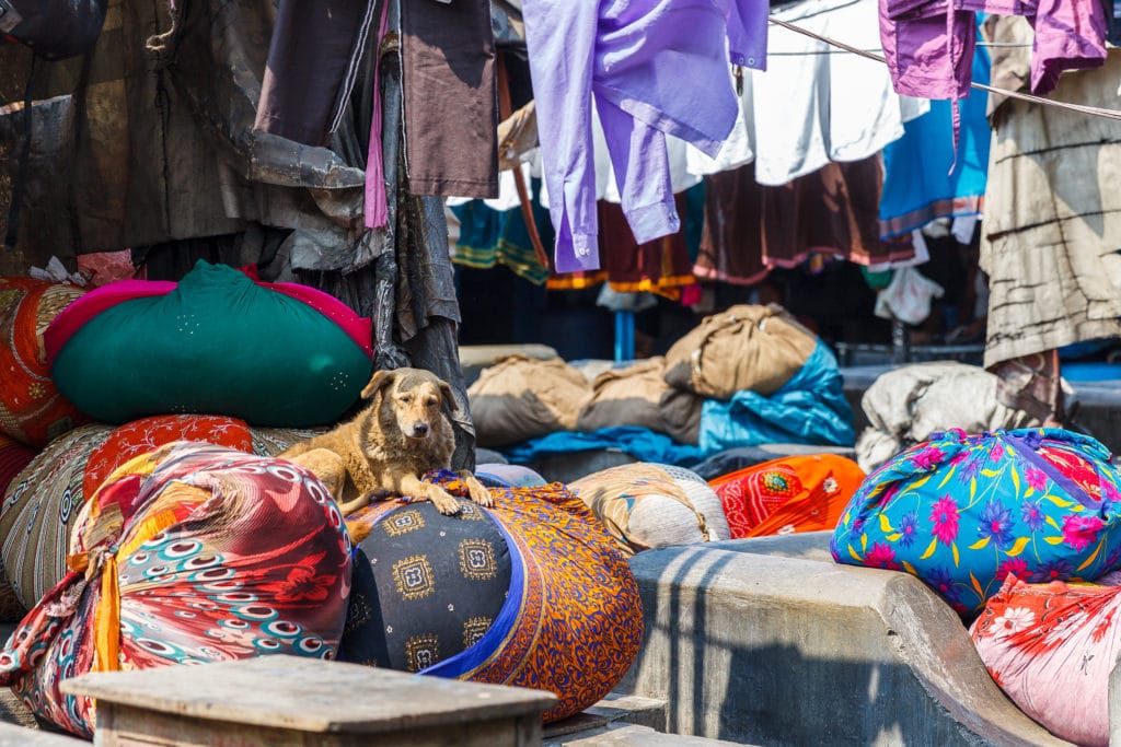 Dog at Dhobi Ghat: Mumbai, India's Laundry Slum