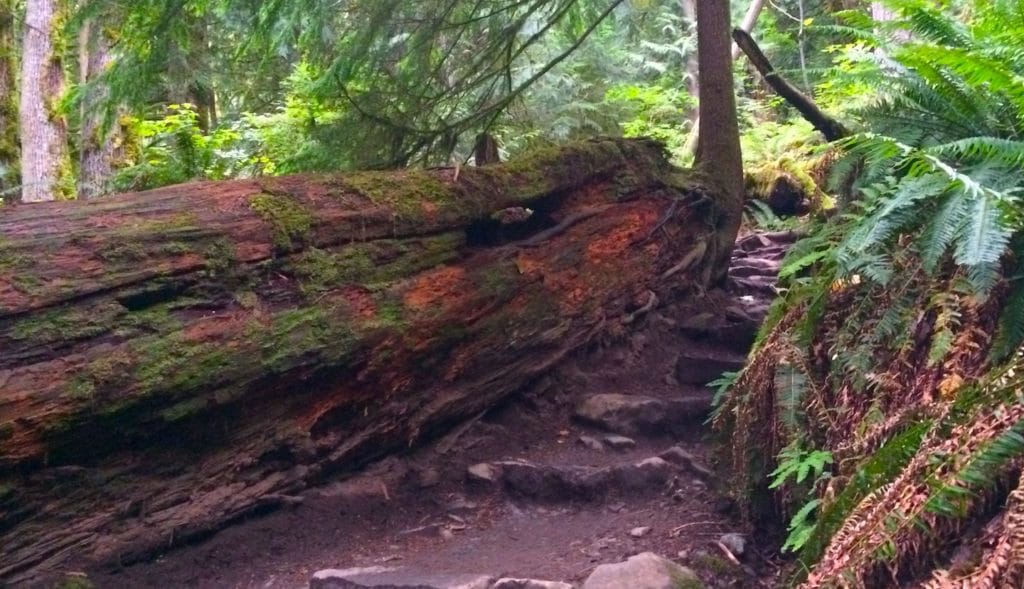 Fallen cedar in the Northwest